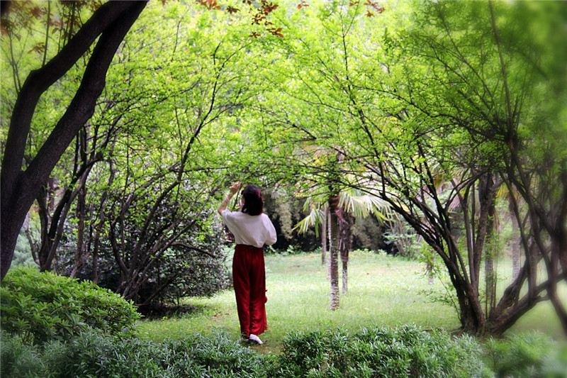 绿荫1