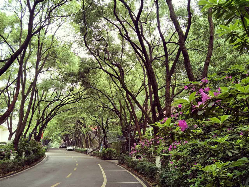 绿荫2