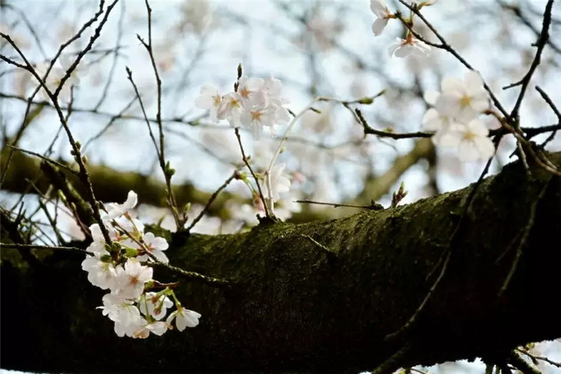 樱花