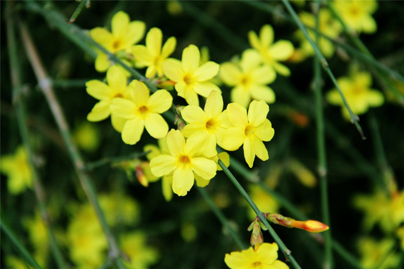 迎春花